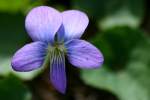 Common Blue Violet