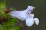 Lyre-leaf Sage