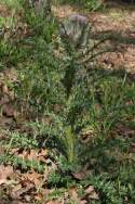 Bull Thistle