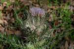 Bull Thistle