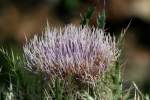 Bull Thistle