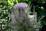 Bull Thistle