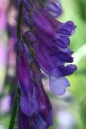 Purple (Winter) Vetch