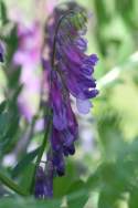 Purple (Winter) Vetch