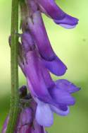 Purple (Winter) Vetch