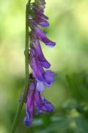 Purple (Winter) Vetch