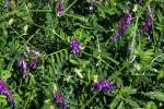 Purple (Winter) Vetch