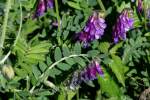 Purple (Winter) Vetch