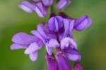 Purple (Winter) Vetch