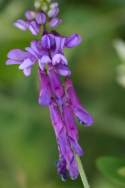 Purple (Winter) Vetch