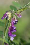 Purple (Winter) Vetch