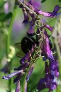 Purple (Winter) Vetch