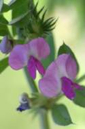 Narrow-leaved Vetch