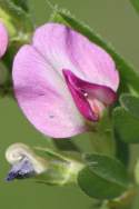 Narrow-leaved Vetch