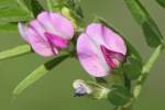 Narrow-leaved Vetch