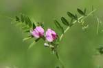 Narrow-leaved Vetch