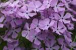 Drummond's Phlox