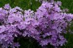 Drummond's Phlox