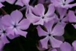 Drummond's Phlox