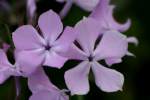 Drummond's Phlox