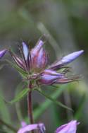 Drummond's Phlox