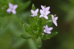 Rough Buttonweed / Poor Joe