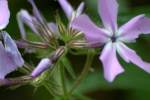 Drummond's Phlox