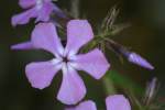 Drummond's Phlox