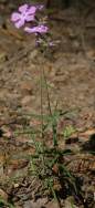 Drummond's Phlox