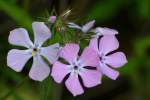 Drummond's Phlox