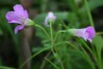 Violet Wood Sorrel