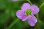 Violet Wood Sorrel