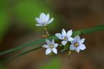 Pointed Blue-eyed Grass