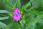 Cutleaf Geranium