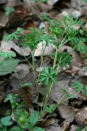 Cutleaf Geranium