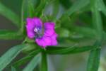 Cutleaf Geranium