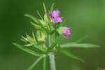 Cutleaf Geranium