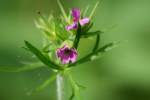 Cutleaf Geranium