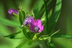 Cutleaf Geranium