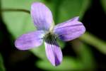 Missouri Violet