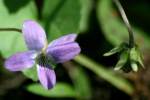 Missouri Violet