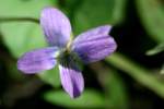 Missouri Violet