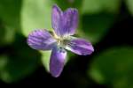 Missouri Violet