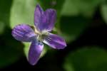 Missouri Violet