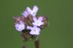 Brazilian Vervain