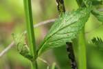 Brazilian Vervain