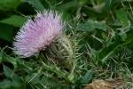 Bull Thistle