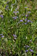 Narrowleaf Blue-eyed Grass