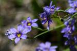 Narrowleaf Blue-eyed Grass