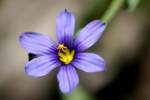 Narrowleaf Blue-eyed Grass